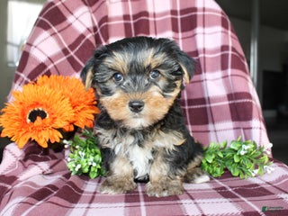 Yorkshire Terrier dogs - Ad 26