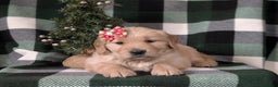 Golden Retriever dogs for sale: Carrie - Ad 6