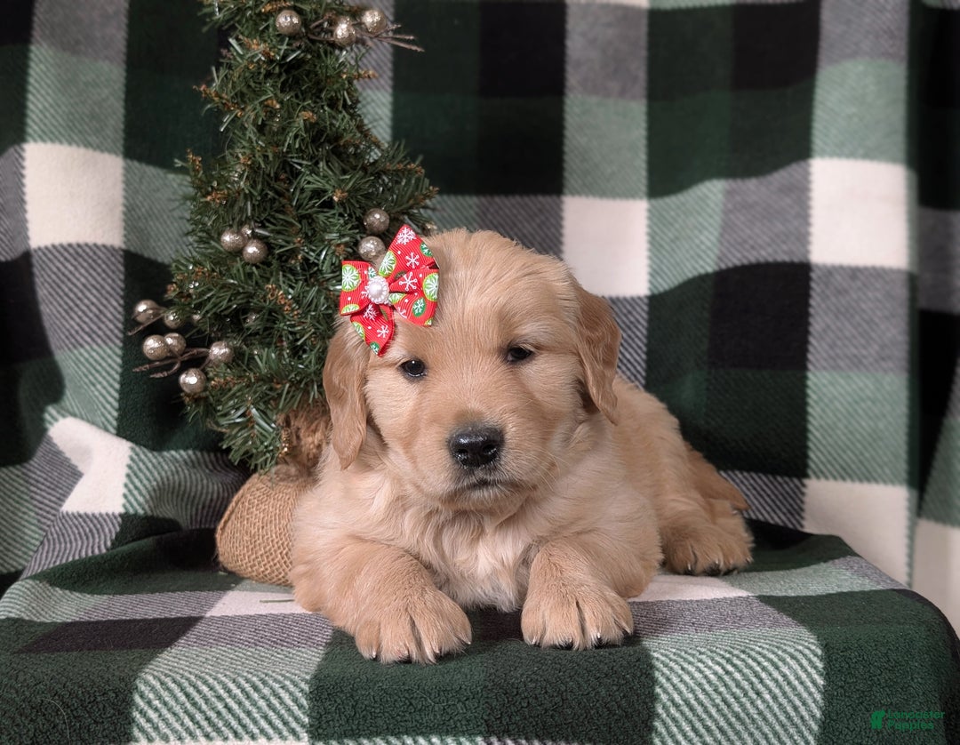 Golden Retriever dogs for sale: Carrie - Ad 6