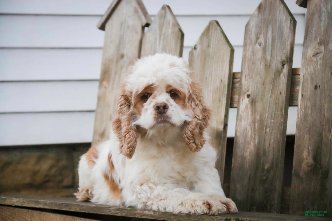 Cocker Spaniel dogs for sale: Pippin - Ad 10
