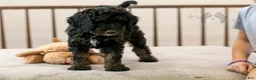 Bernedoodle dogs for sale: Denali - Ready Now! - Ad 11