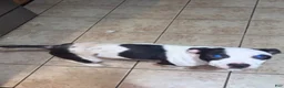 American Bully dogs for sale: Girl 🩷 •Pocket Bully• - Ad 6