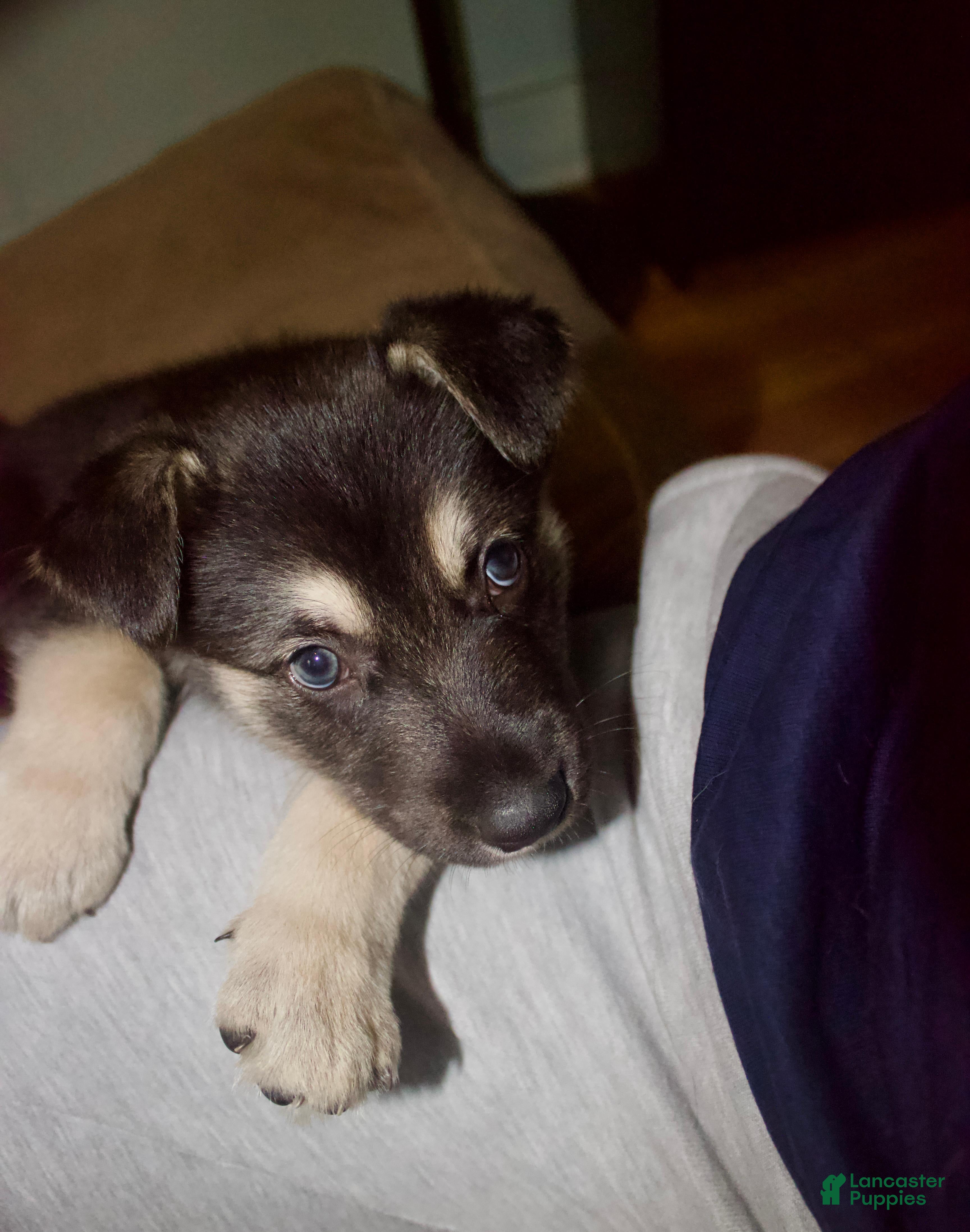 Gerberian Shepsky dogs Leif - Ad 2
