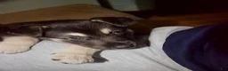 Gerberian Shepsky dogs for sale: Leif - Ad 2