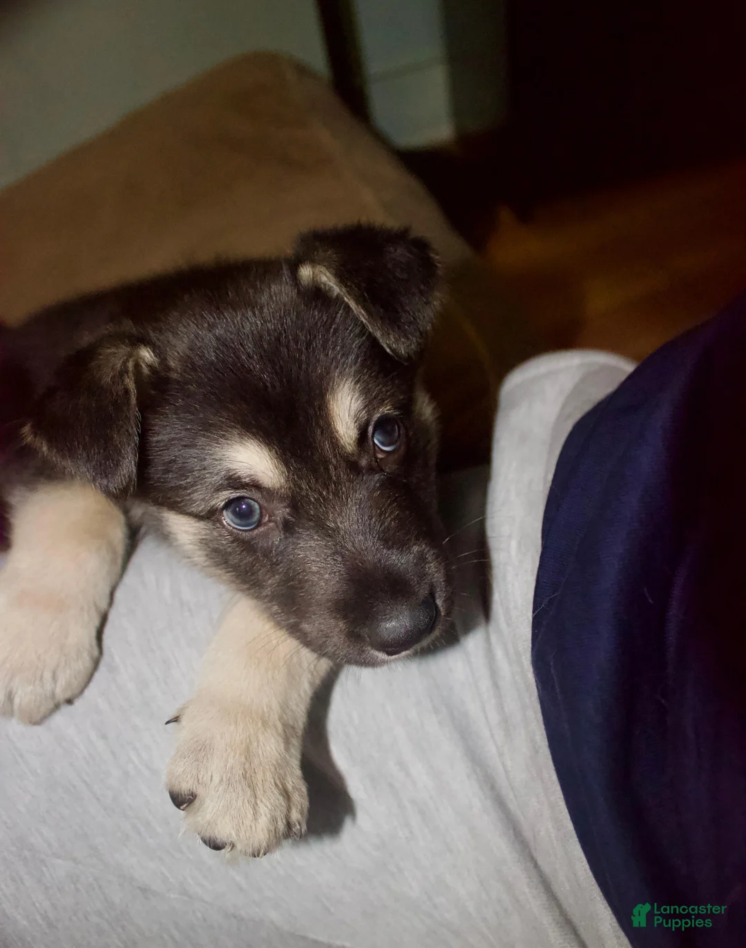 Gerberian Shepsky dogs for sale: Leif - Ad 2