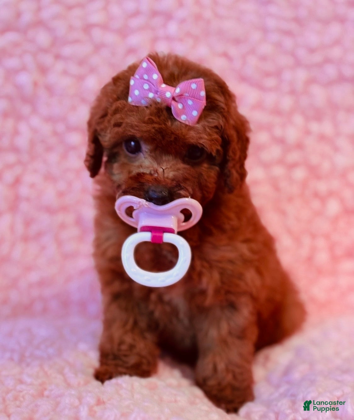 Toy Poodle dogs Ginger - Ad 8