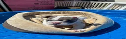 English Bulldog dogs for sale: Layla - Ad 3