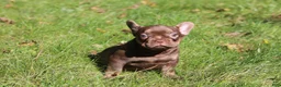 French Bulldog dogs for sale: Ruby - Ad 2