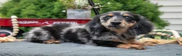 Miniature Dachshund dogs for sale: John - Ad 4