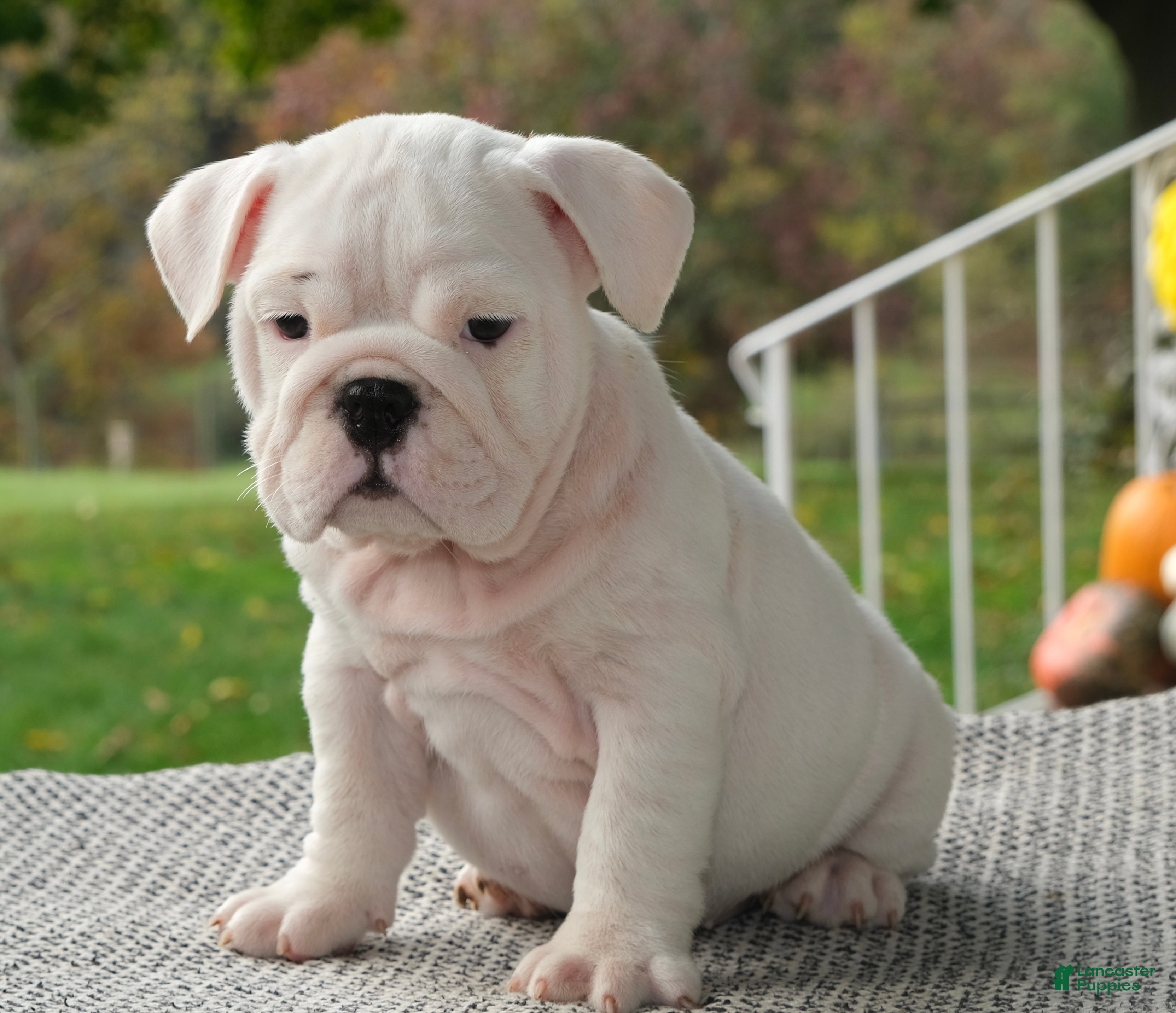 English Bulldog dogs Harper  - Ad 2