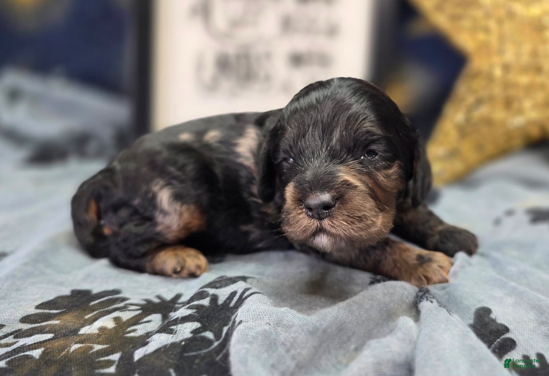 Cockapoo dogs for sale: Mayor Augustus  - Ad 4