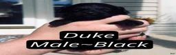 Pomapoo dogs for sale: Duke  - Ad 1