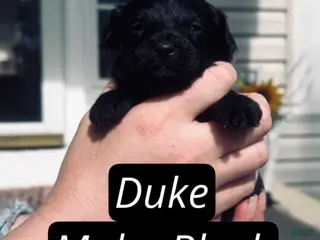 Pomapoo dogs for sale: Duke - Ad 2