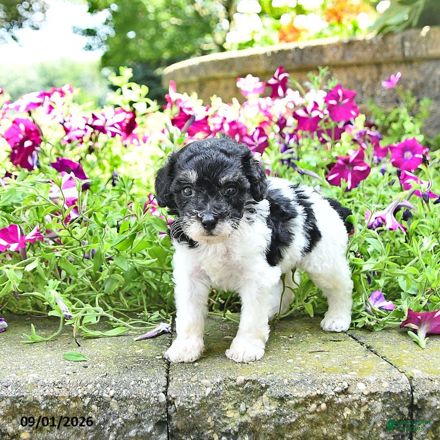 Toy Poodle dogs Max    EXTRA SMALL - Ad 1