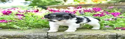 Toy Poodle dogs for sale: Max    EXTRA SMALL - Ad 1