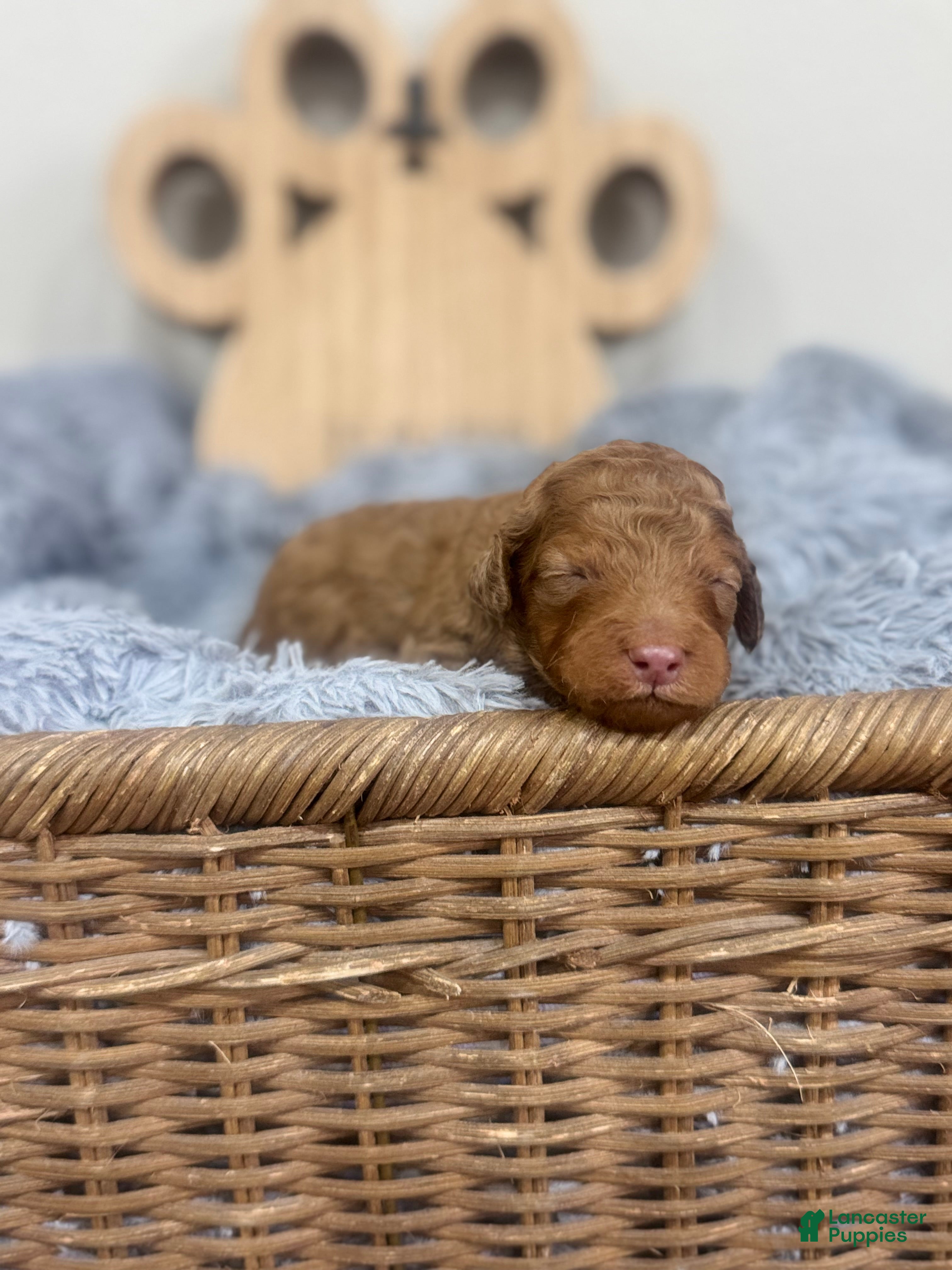 Mixed Breed dogs Ray-Red Collar - Ad 1