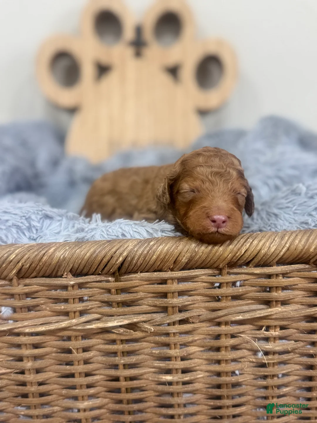 Mixed Breed dogs for sale: Ray-Red Collar - Ad 1