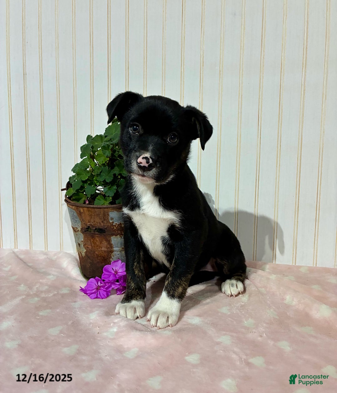 Mixed Breed dogs for sale: Maddie - Ad 1