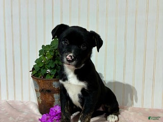 Mixed Breed dogs Maddie - Ad 1