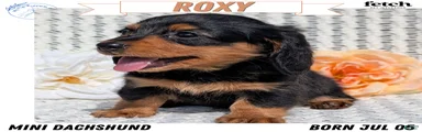 Roxy