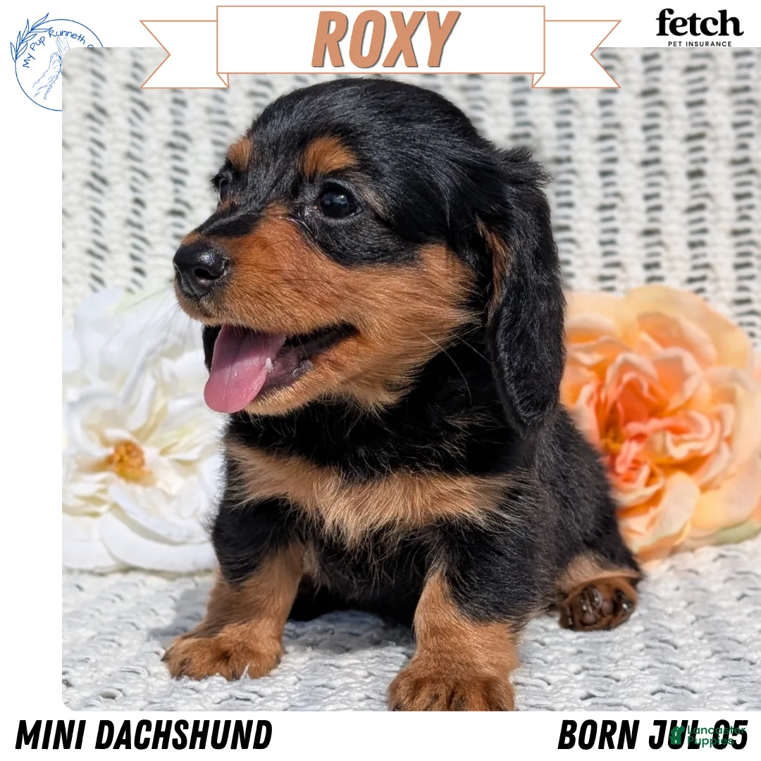 Miniature Dachshund dogs for sale: Roxy - Ad 1