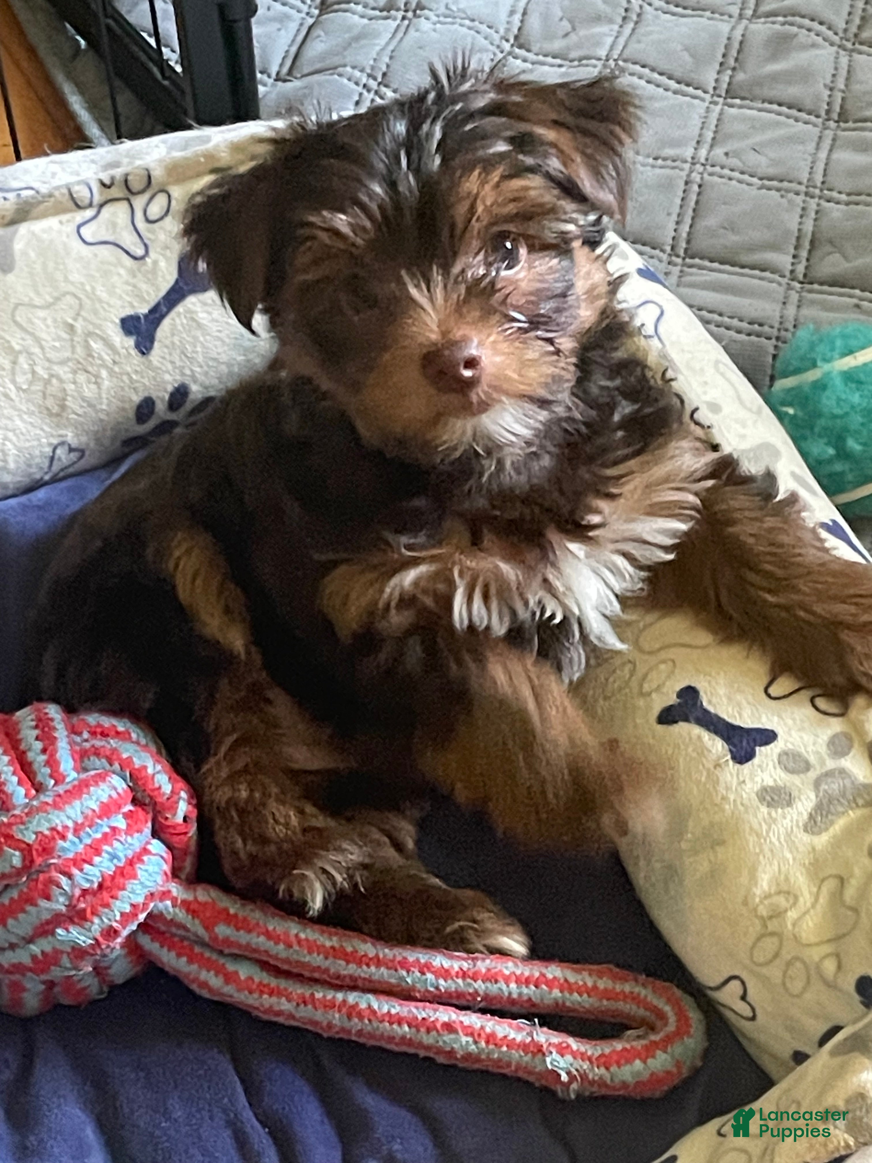 Yorkshire Terrier dogs Willo - Ad 2