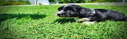 Havapoo dogs for sale: Havapoo Puppy 3 - Ad 11