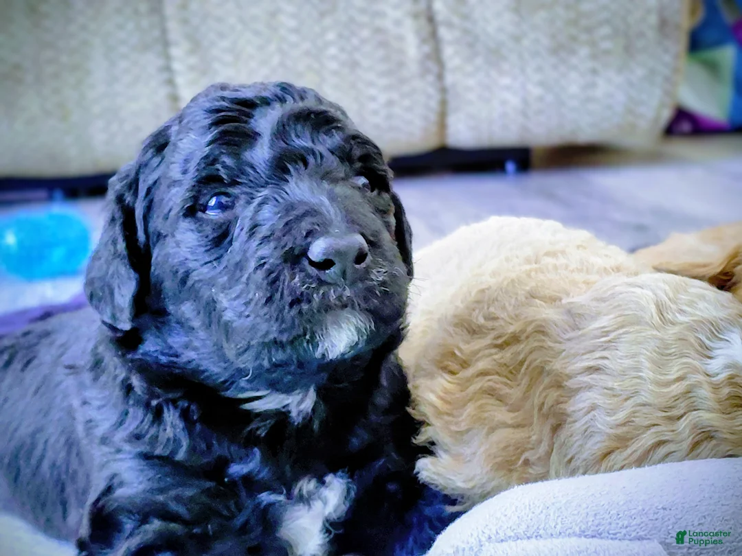 Mini Goldendoodle dogs for sale: Mini Goldendoodle DREAMER - Ad 9