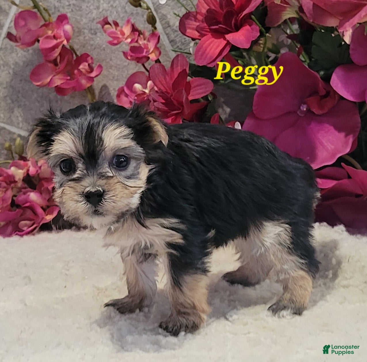 Morkie dogs Peggy - Ad 22