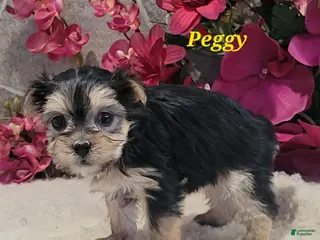 Morkie dogs Peggy - Ad 22