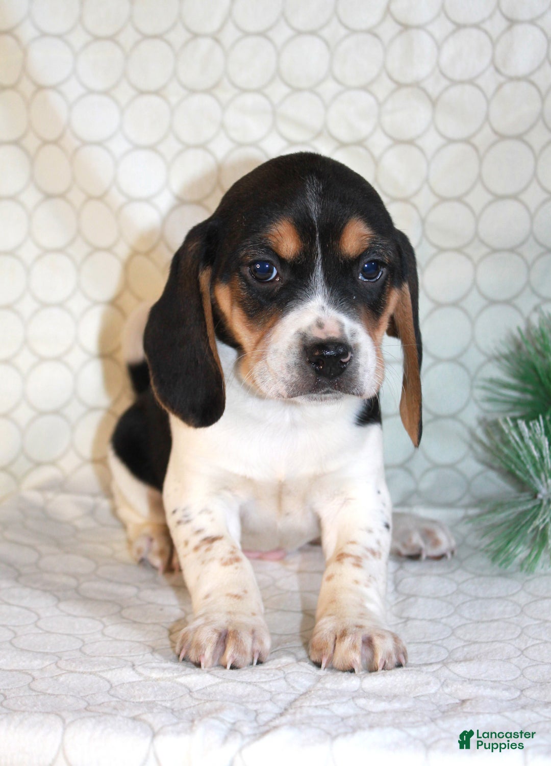Beagle dogs for sale: Max - Ad 3
