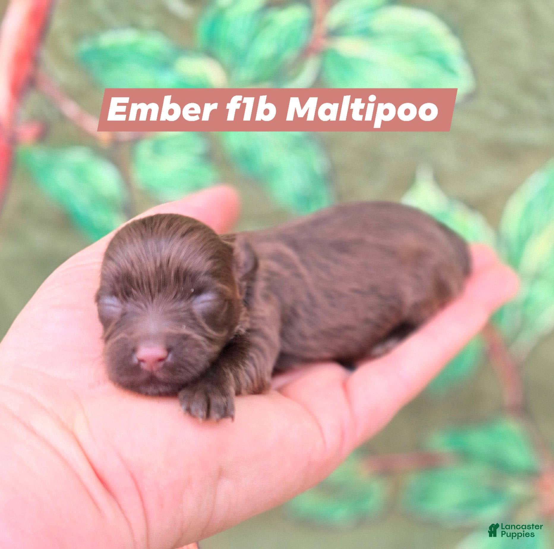 Maltipoo dogs Ember - Ad 40