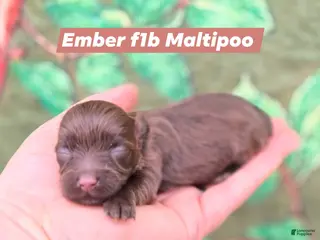 Maltipoo dogs Ember - Ad 8