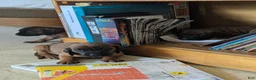 Other breed dogs for sale: Bavarian Mountain Hound - Ad 2