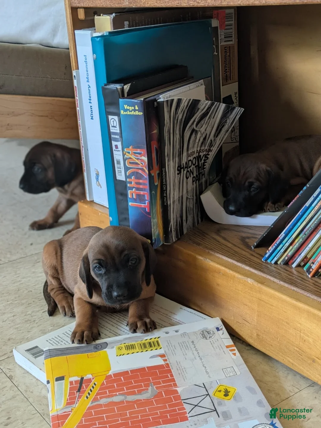 Other breed dogs for sale: Bavarian Mountain Hound - Ad 2