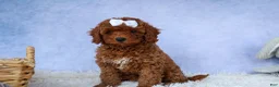 Cavapoo dogs for sale: TASHA - Ad 15