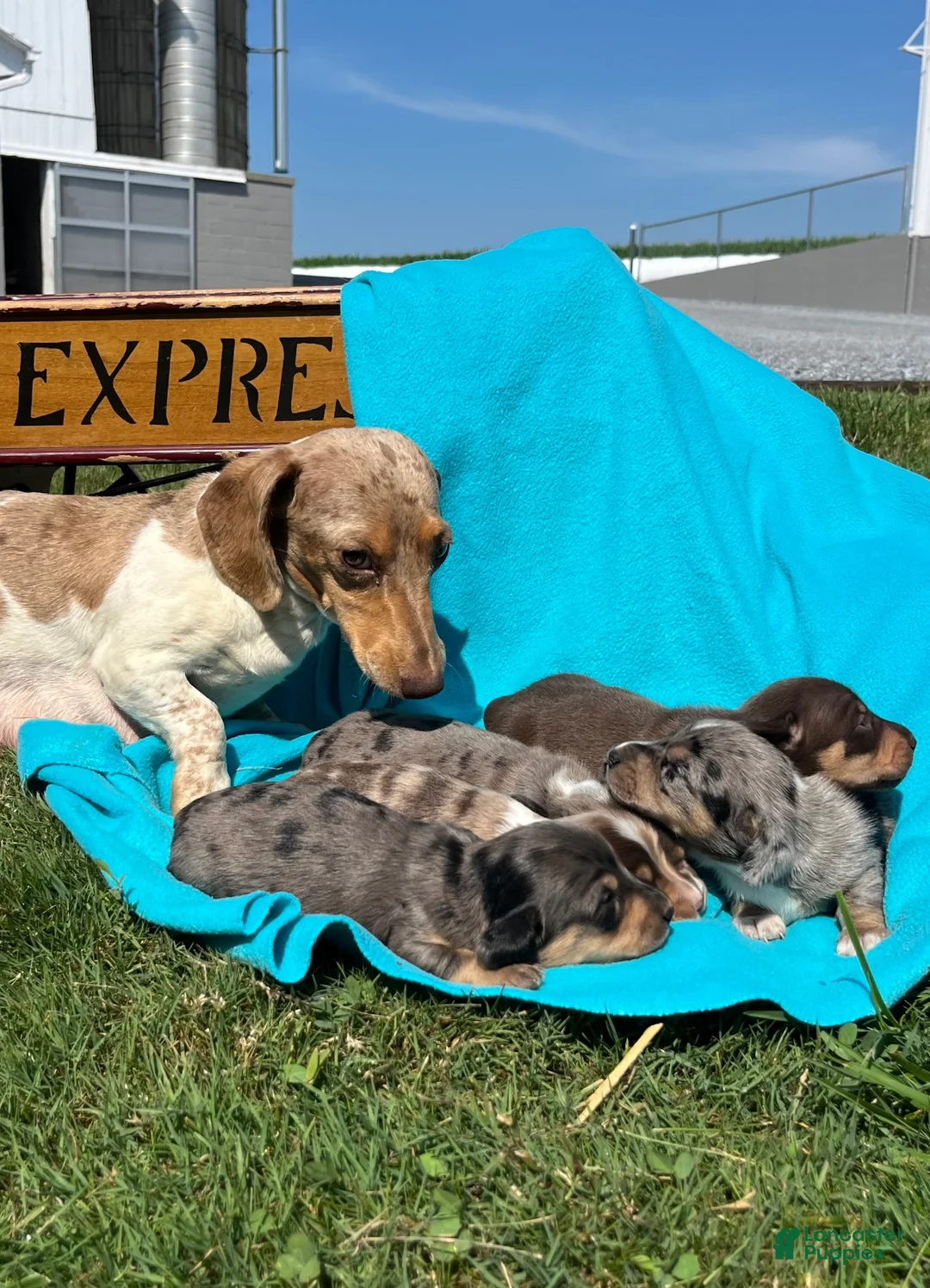Dachshund dogs for sale: Captain❤️AKC Reg  - Ad 3