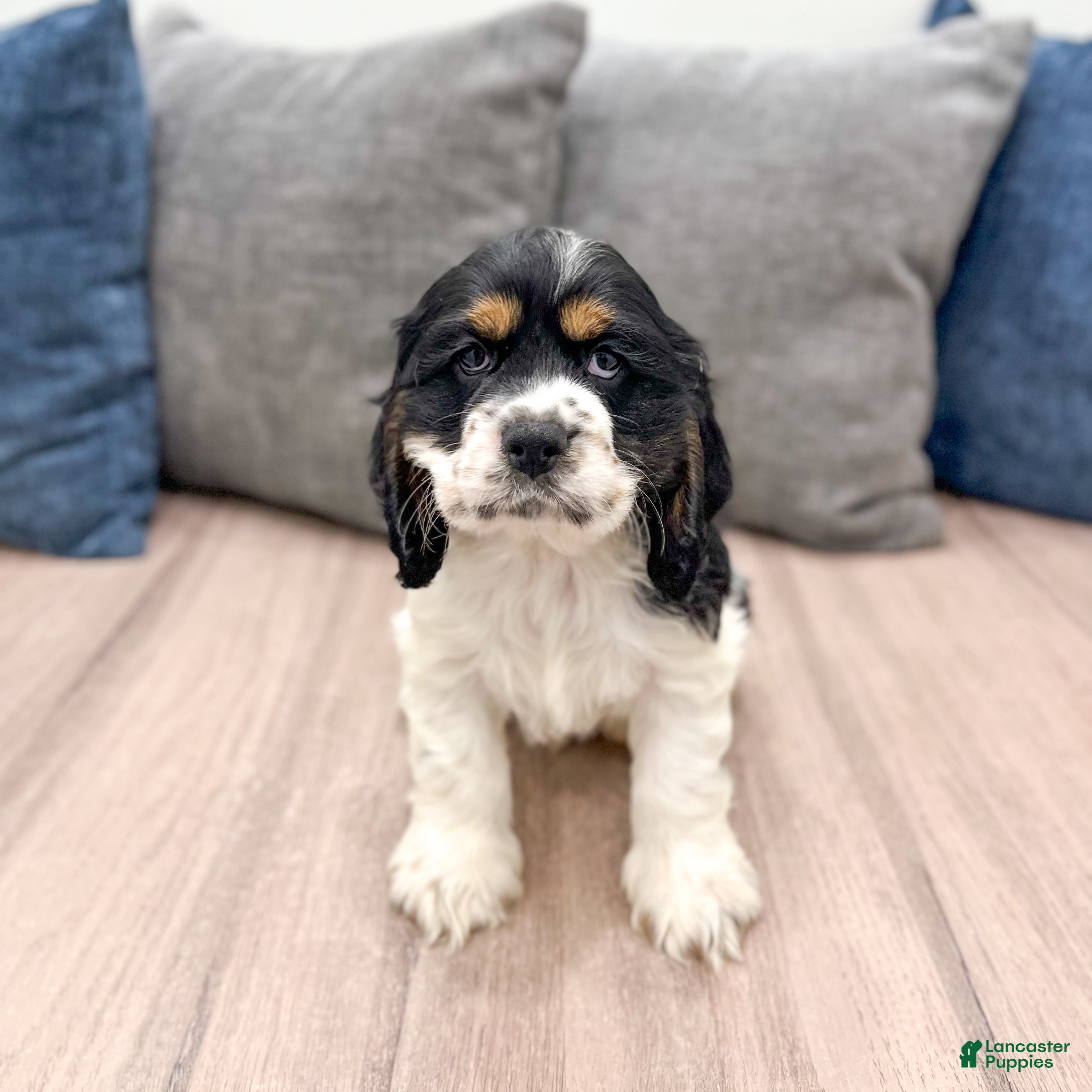 Cocker Spaniel dogs Oakley - Ad 1