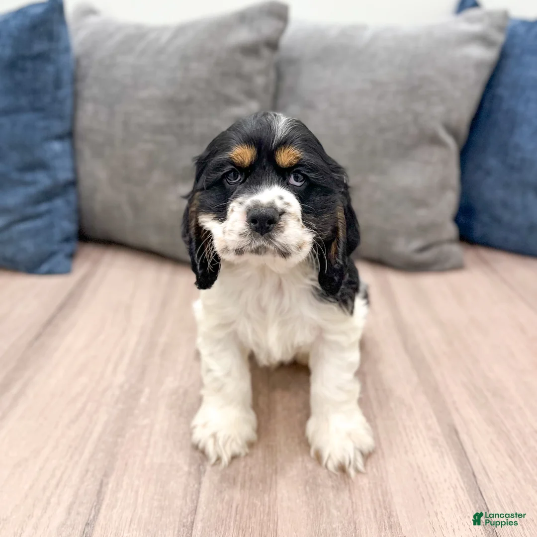 Cocker Spaniel dogs for sale: Oakley - Ad 1