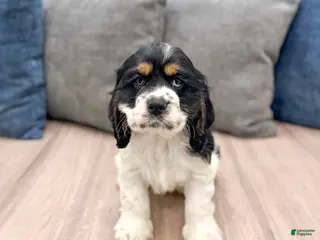 Cocker Spaniel dogs for sale: Oakley - Ad 4