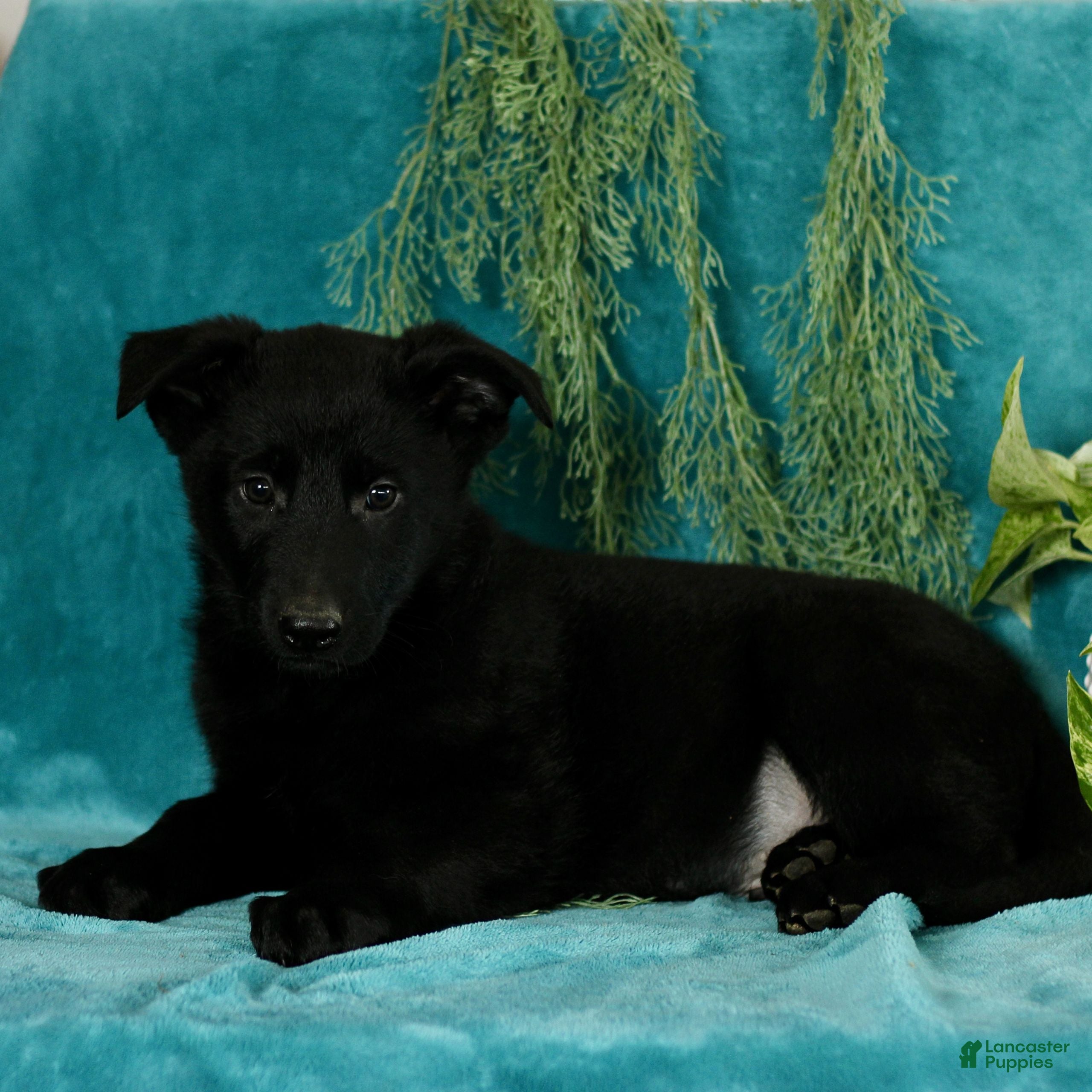 German Shepherd dogs Toby  - Ad 5