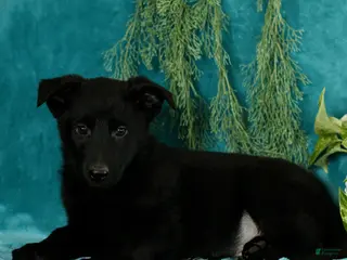 German Shepherd dogs Toby - Ad 5