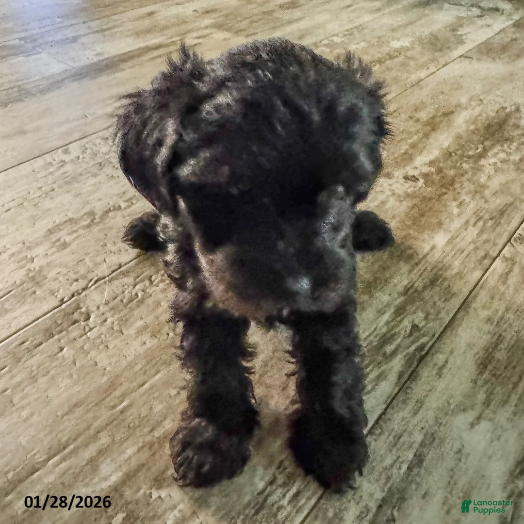 Yorkiepoo dogs for sale: Snoopy - Ad 9