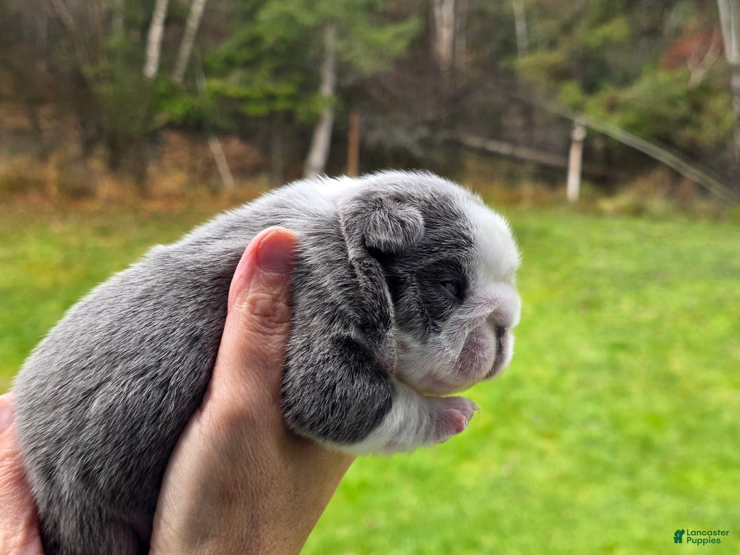 French Bulldog dogs for sale: Sven- a Blue Big Rope Frenchie - Ad 10