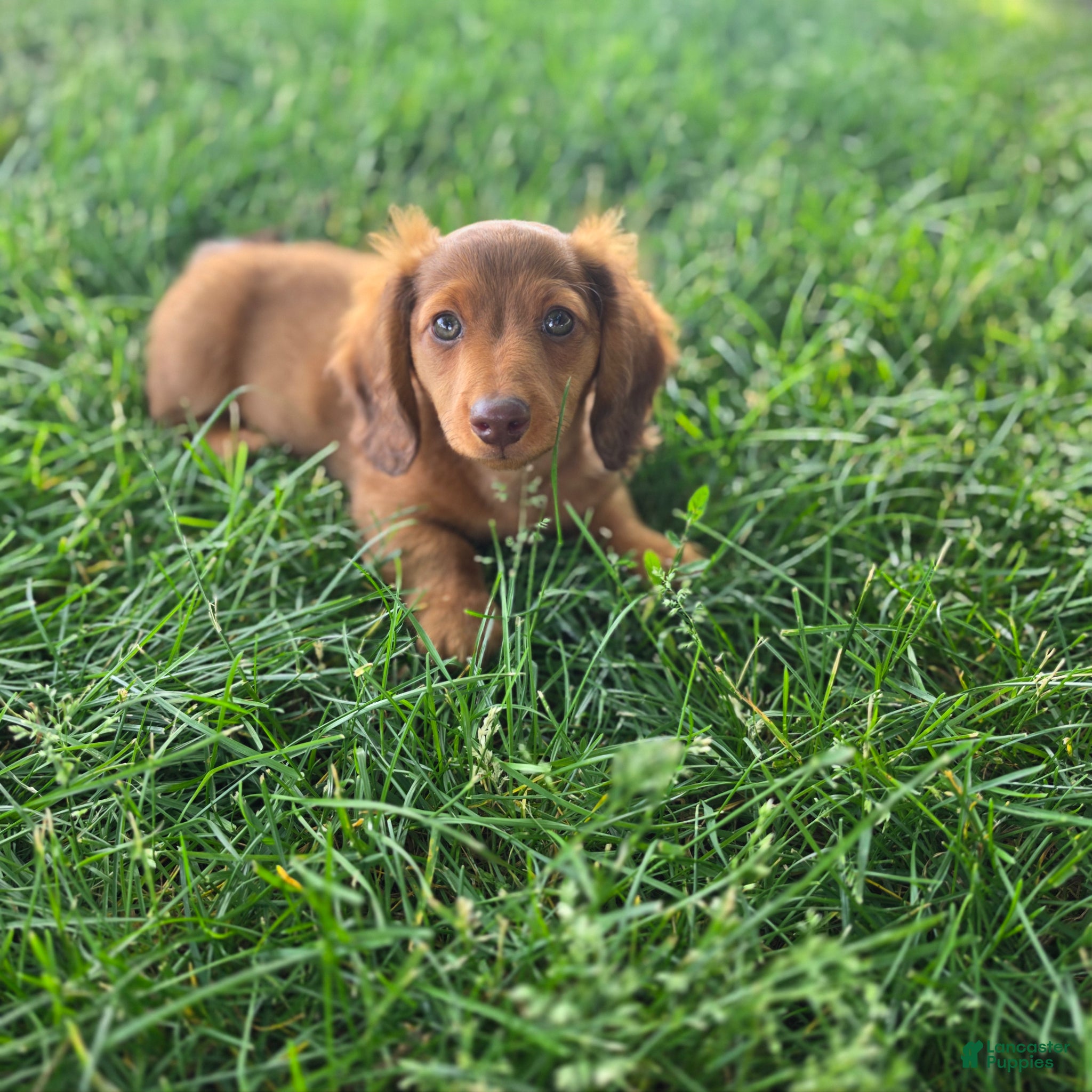 Miniature Dachshund dogs Max - Ad 1