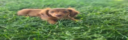 Miniature Dachshund dogs for sale: Max - Ad 1