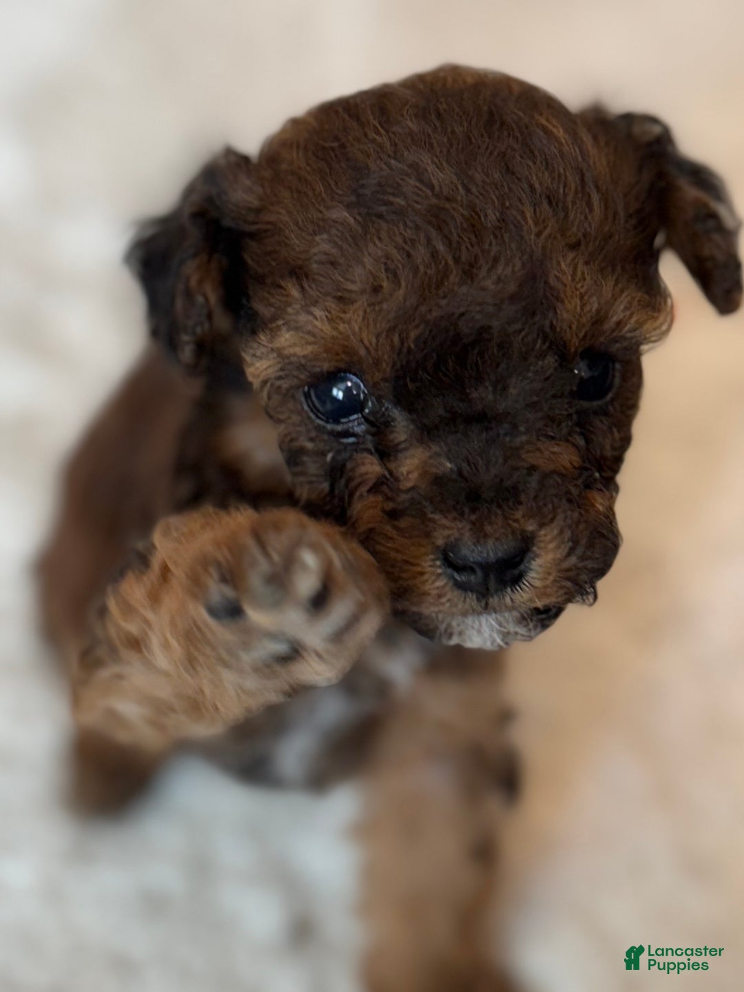 Mini Bernedoodle dogs for sale: Pinot Noir  - Ad 5