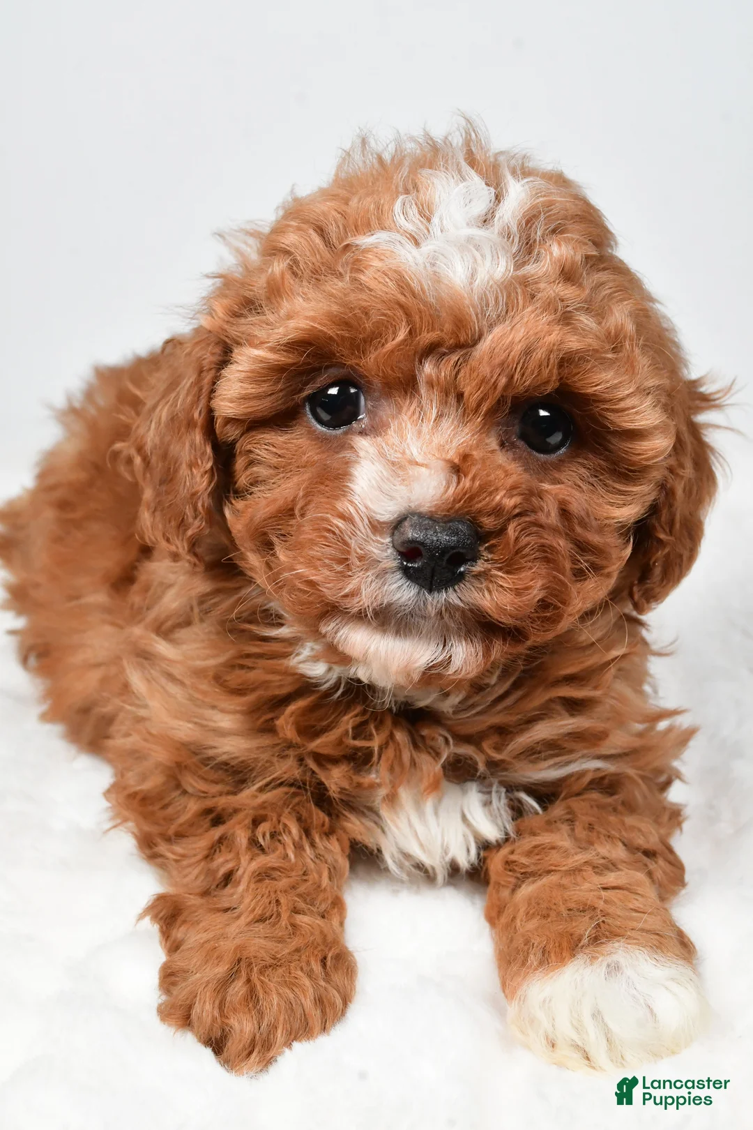 Cavapoo dogs for sale: Roxy - Ad 4