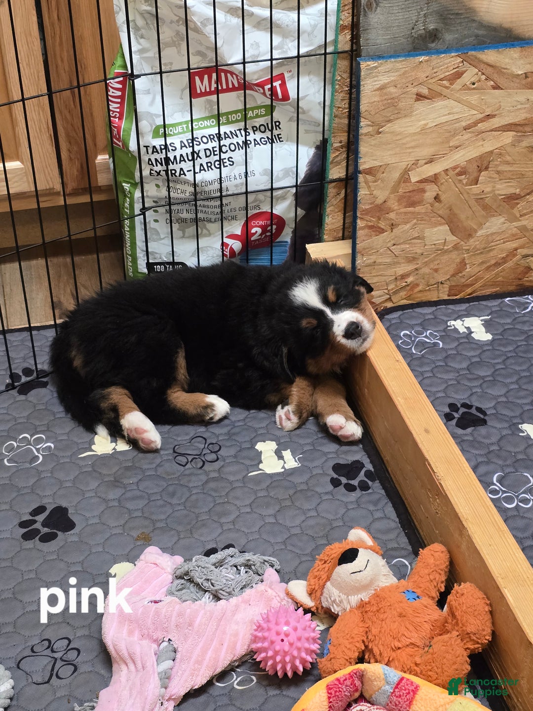 Bernese Mountain Dog dogs for sale: Pink - Ad 5