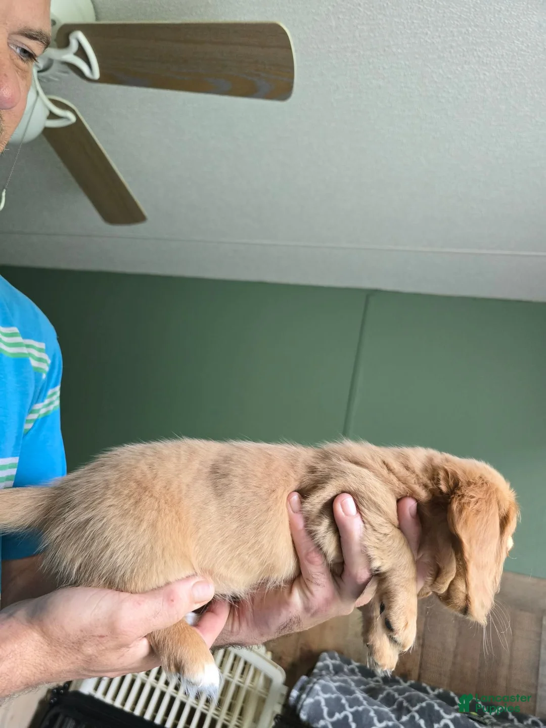 Miniature Dachshund dogs for sale: Akc  girl genetics on parents  - Ad 3